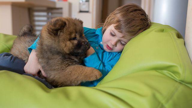 Viêm gan cấp tính bí ẩn ở trẻ em có thể do lây từ chó cảnh - Ảnh 2.