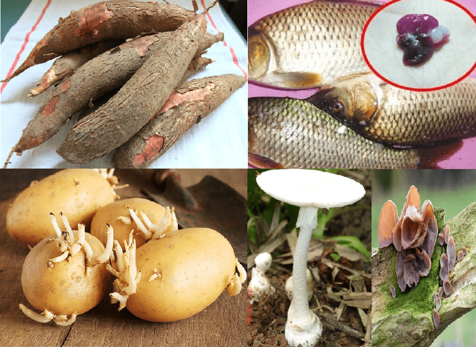 Nguy cơ ngộ độc từ các thực phẩm chứa độc tố tự nhiên - ISOQ Việt Nam